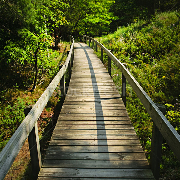 Wooden walkway through forest Stock photo © elenaphoto