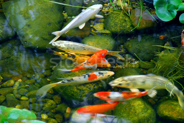 Koi balık doğal taş gölet su Stok fotoğraf © elenaphoto