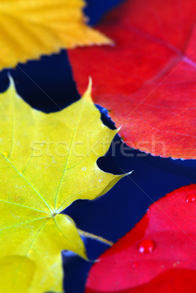 [[stock_photo]]: Automne · laisse · eau · coloré · bleu