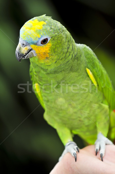Amazon papagáj citromsárga madár zöld madarak Stock fotó © elenaphoto