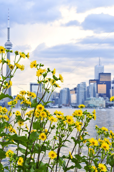 Toronto orizont oraş flori galbene prim plan Imagine de stoc © elenaphoto
