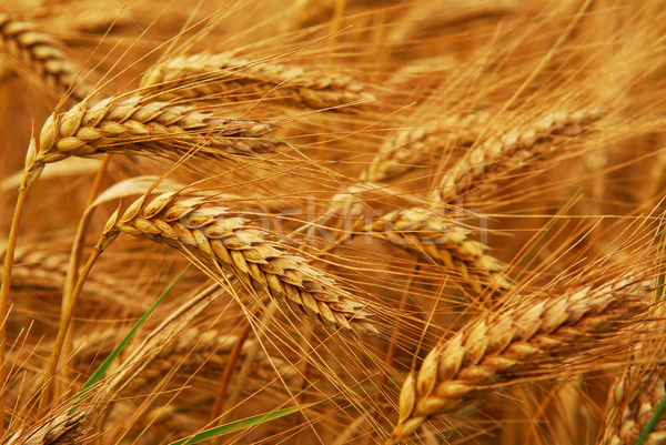 Stock photo: Wheat