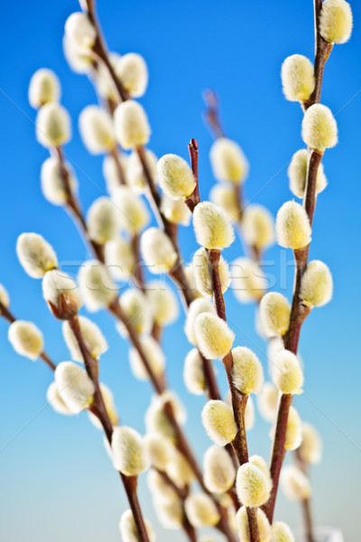 Stock photo: Spring pussy willows