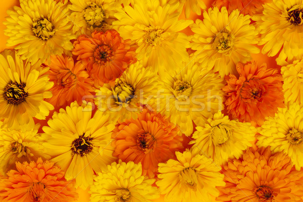 Calendula flowers background Stock photo © elenaphoto
