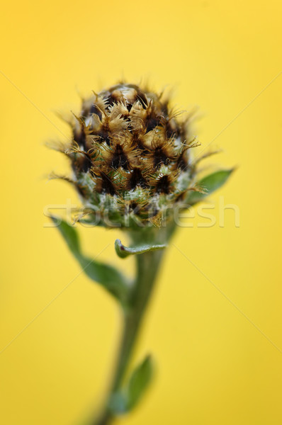 Knapweed plant Stock photo © elenaphoto
