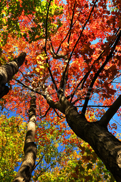 Otono arce árboles colorido caída forestales Foto stock © elenaphoto