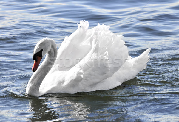 Weiß Schwan schönen angehoben Flügel blau Stock foto © elenaphoto