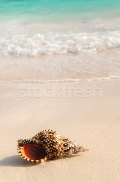 Muschel ocean Wave sandigen tropischen Strand Natur Sommer Stock foto © elenaphoto