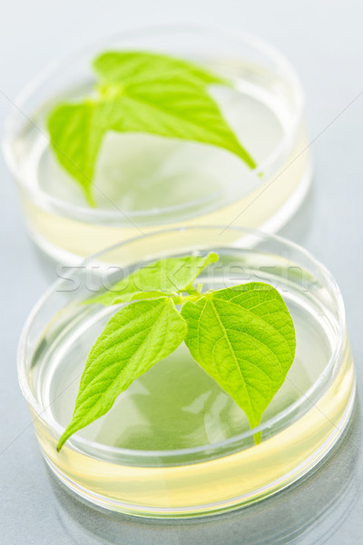 GM plants in petri dishes Stock photo © elenaphoto