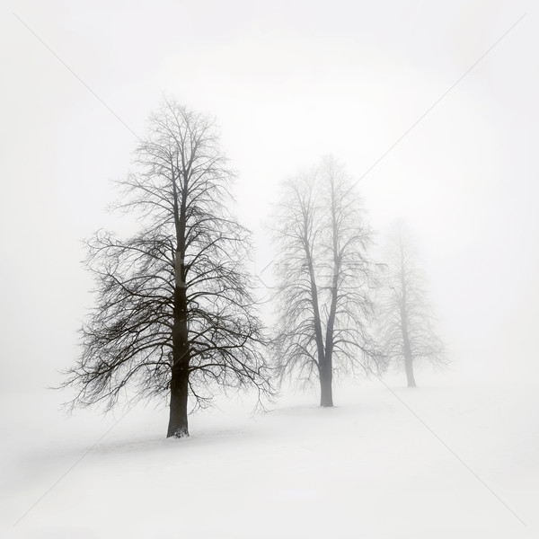 Tél fák köd ködös szeszélyes téli tájkép Stock fotó © elenaphoto