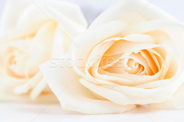 Foto stock: Bege · rosas · dois · alto · chave · macro