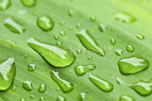 綠葉 雨滴 自然 綠色 植物 葉 商業照片 © elenaphoto