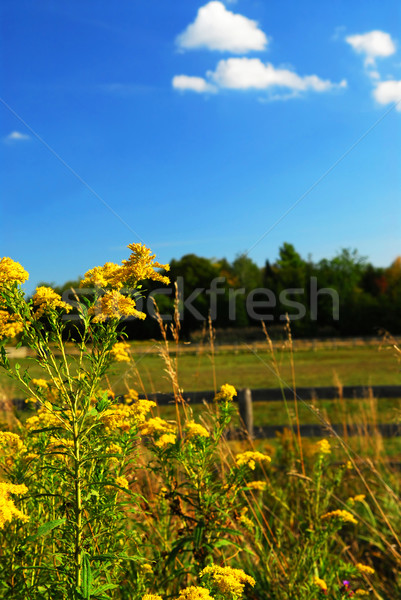 Vidéki táj vidéki nyár tájkép virágzó égbolt Stock fotó © elenaphoto