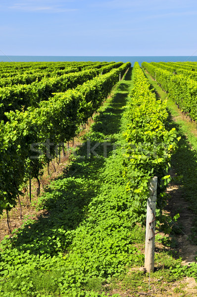 葡萄園 年輕 葡萄 藤蔓 成長 商業照片 © elenaphoto
