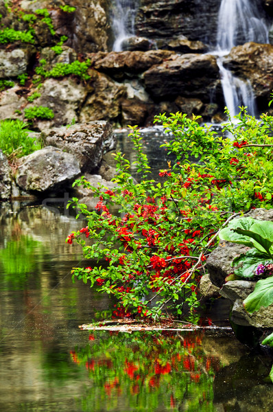 瀑布 池塘 日本 花園 水 樹 商業照片 © elenaphoto