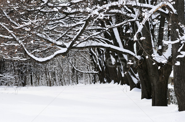 冬 公園 トロント 降雪 ツリー ストックフォト © elenaphoto