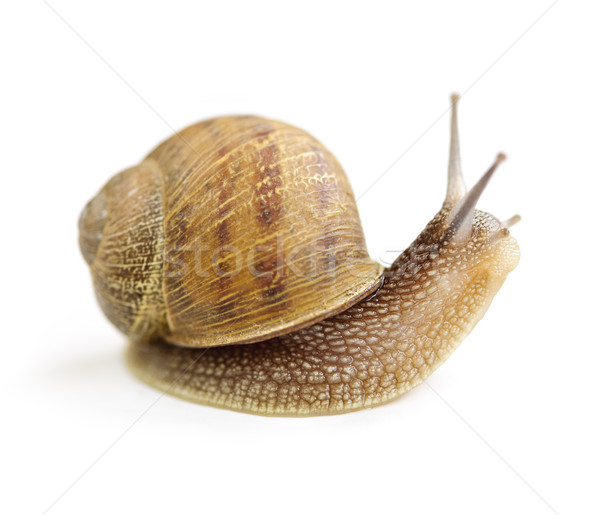 Curious snail Stock photo © elenaphoto