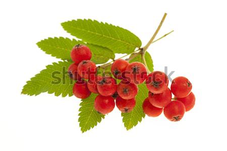Munte cenusa fructe de padure roşu izolat alb Imagine de stoc © elenaphoto