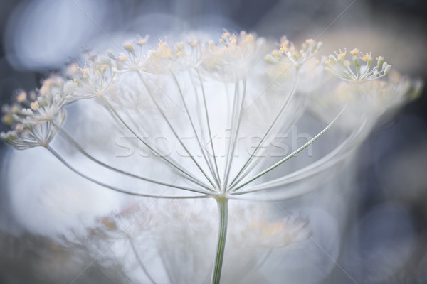 Flowering dill details Stock photo © elenaphoto