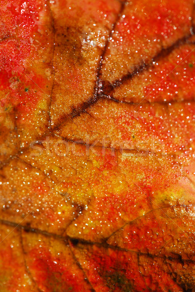 Autumn leaf macro Stock photo © elenaphoto