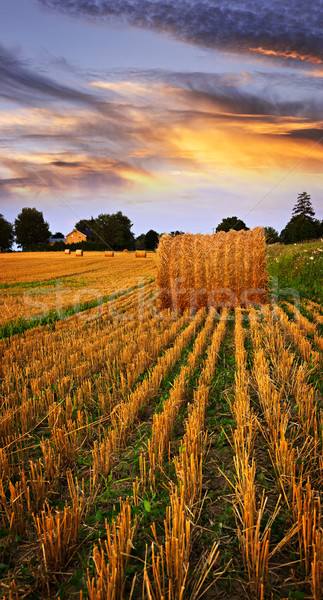 Golden Sonnenuntergang Bauernhof Bereich hay Himmel Stock foto © elenaphoto