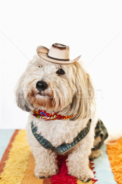 dog in cowboy costume