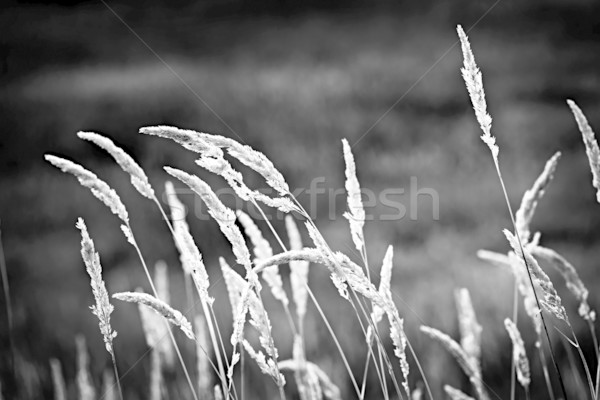 Wild grass in black and white Stock photo © elenaphoto