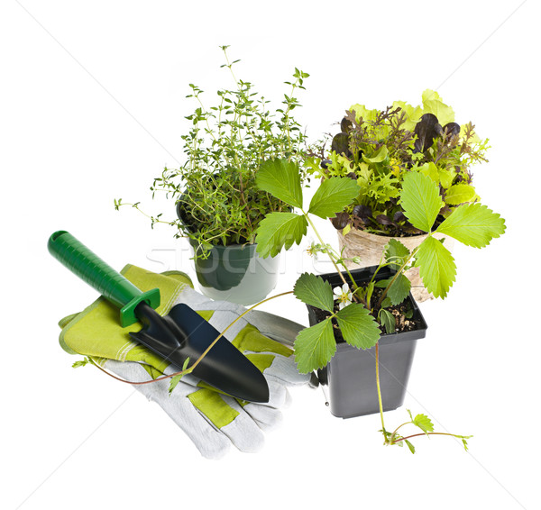 [[stock_photo]]: Plantes · semis · isolé · blanche · nature