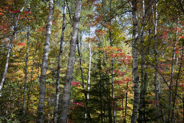 Birches in fall forest Stock photo © elenaphoto