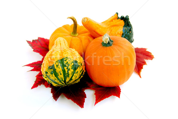 Mini Kürbisse Herbstlaub weiß Blatt Blätter Stock foto © elenaphoto