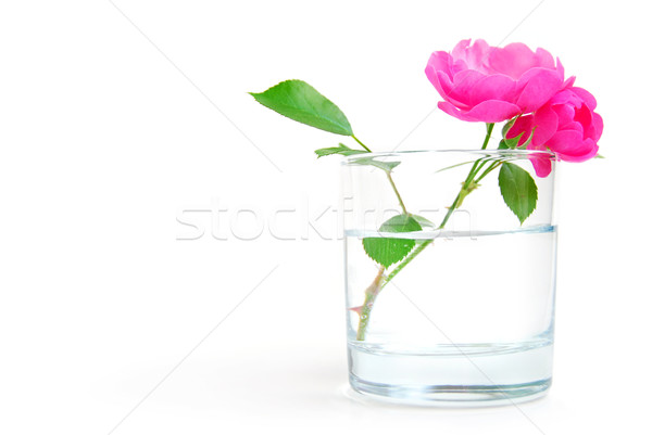 Pureza flor vidrio agua frescura flores Foto stock © elenaphoto
