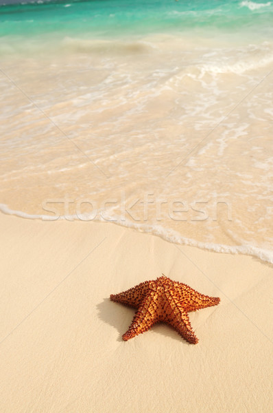 Starfish and ocean wave Stock photo © elenaphoto