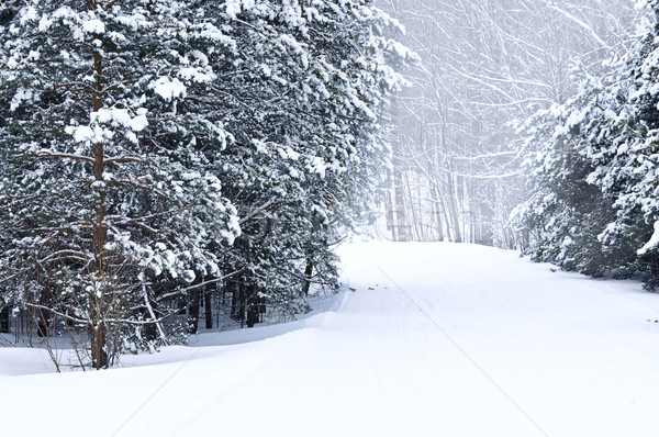 Winter landscape Stock photo © elenaphoto
