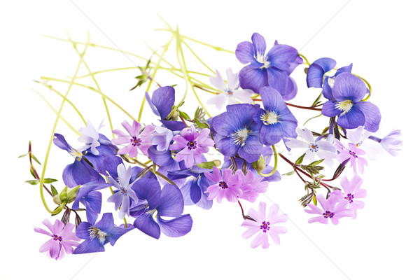 春の花 アレンジメント 紫色 苔 ピンク 春の花 ストックフォト © elenaphoto