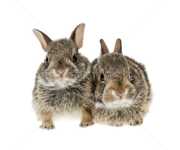 Twee baby bunny konijnen portret wild Stockfoto © elenaphoto