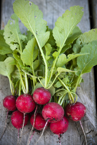 Freshly picked radishes Stock photo © elenaphoto