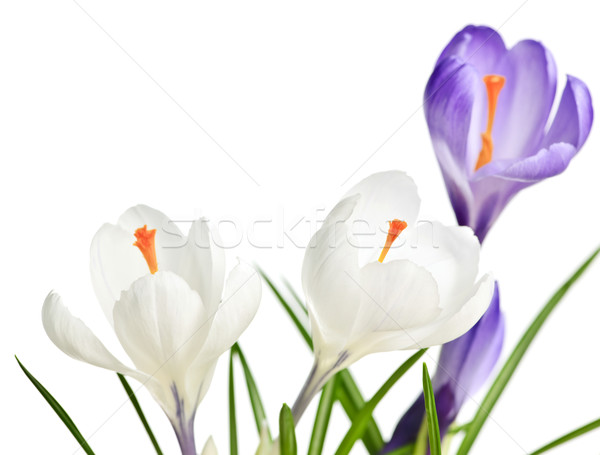 Stockfoto: Voorjaar · krokus · bloemen · witte · paars · geïsoleerd