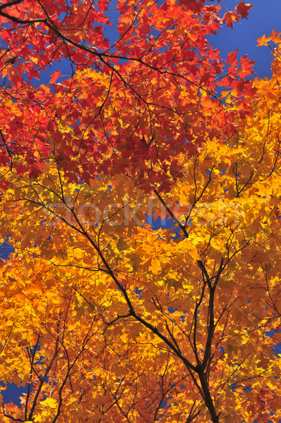 ősz juhar fa gyönyörű piros lomb Stock fotó © elenaphoto