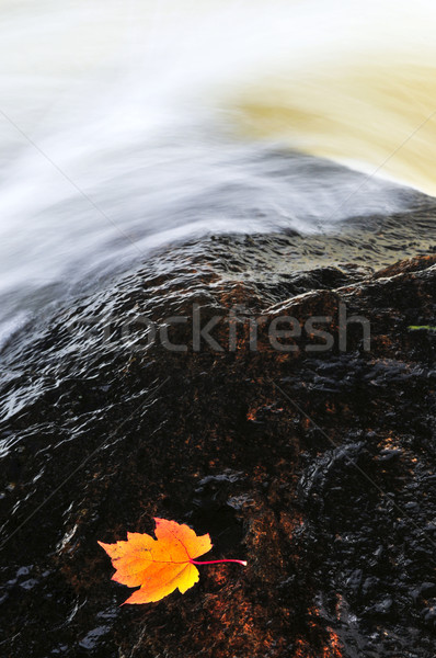 Stock fotó: Levél · lebeg · folyó · vadvízi · ősz · juharlevél