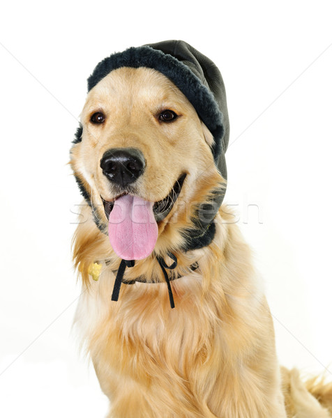 Сток-фото: Золотистый · ретривер · собака · зима · Hat · смешные