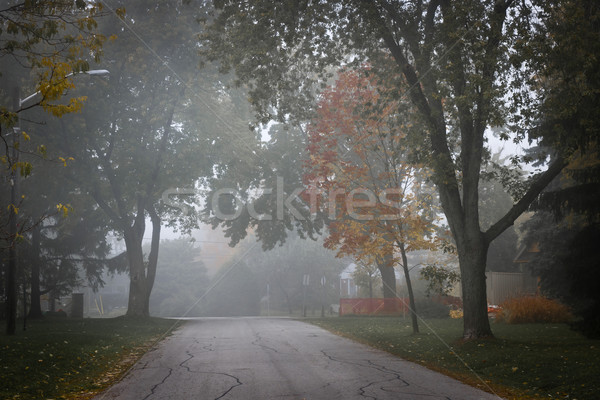 Automne route arbres brouillard calme brumeux Photo stock © elenaphoto
