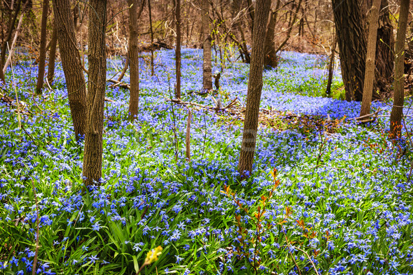 Stock foto: Frühling · Wiese · blau · Blumen · Wald · Stock