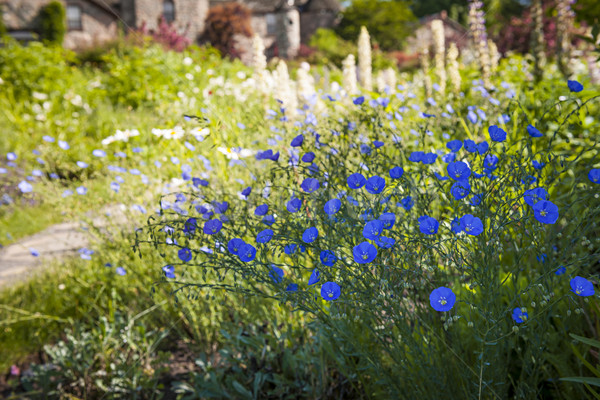 Flax flowers in summer garden Stock photo © elenaphoto