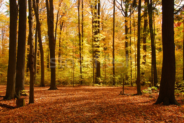 Fall forest landscape Stock photo © elenaphoto
