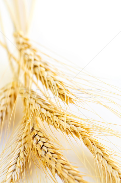 Сток-фото: пшеницы · ушки · зрелый · копия · пространства · продовольствие