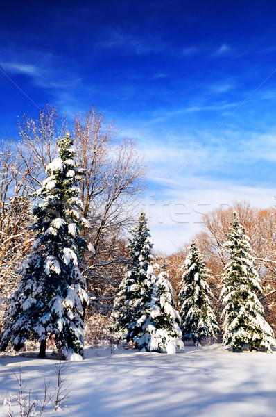 Winter forest Stock photo © elenaphoto