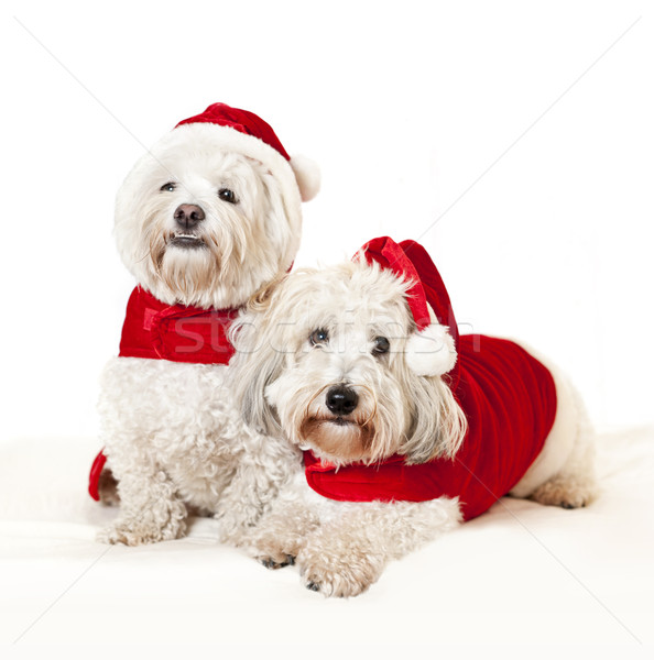 Two cute dogs in santa outfits Stock photo © elenaphoto