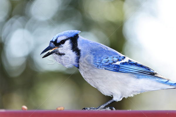 Blue jay bird Stock photo © elenaphoto