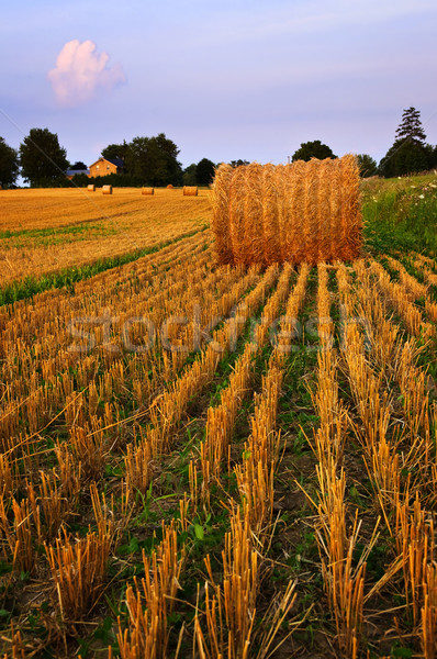 Farm field at dusk Stock photo © elenaphoto