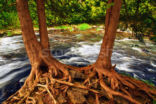 River Stock photo © elenaphoto